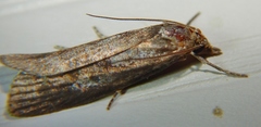 Occidentalia comptulatalis