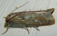 Occidentalia comptulatalis