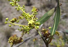 Alectryon oleifolius