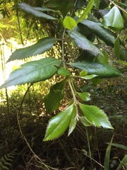 Laureliopsis philippiana