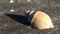 Buccinanops cochlidium