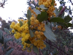 Acacia everistii