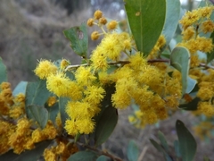 Acacia everistii