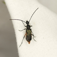 Pseudostrangalia cruentata