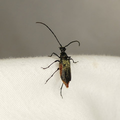 Pseudostrangalia cruentata