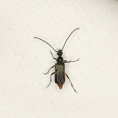 Pseudostrangalia cruentata