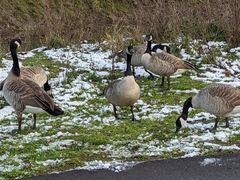 Branta canadensis