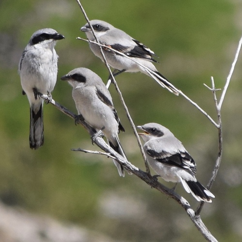 Loggerhead Shrike, photo 10 of 10