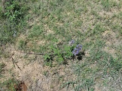 Pediomelum cuspidatum