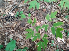Actaea spicata acuminata