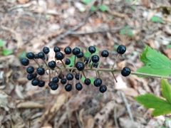Actaea spicata acuminata