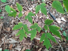 Actaea spicata acuminata