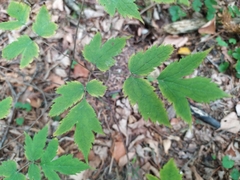 Actaea spicata acuminata