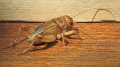 Anurogryllus