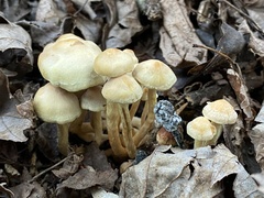 Hypholoma fasciculare