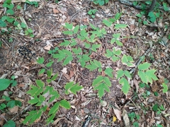 Actaea spicata acuminata