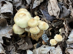 Hypholoma fasciculare