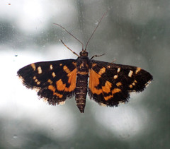 Diathrausta ochreipennis