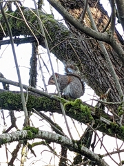 Sciurus carolinensis