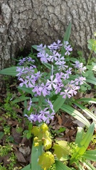 Phlox divaricata divaricata