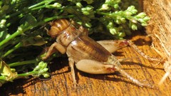 Anurogryllus