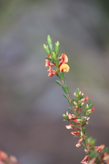 Eutaxia myrtifolia