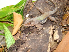 Kentropyx altamazonica