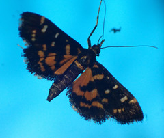 Diathrausta ochreipennis