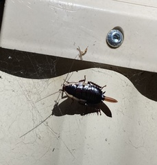 Drymaplaneta communis