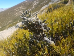 Carmichaelia crassicaulis