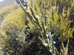 Carmichaelia crassicaulis