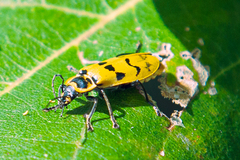 Chauliognathus spinipennis