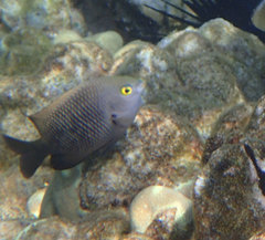 Plectroglyphidodon marginatus