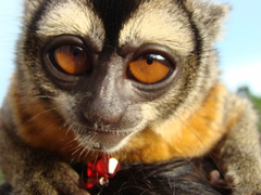 Aotus nigriceps