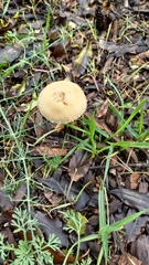 Leratiomyces riparius