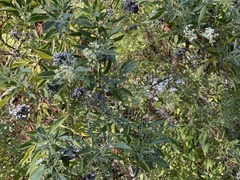 Sambucus cerulea