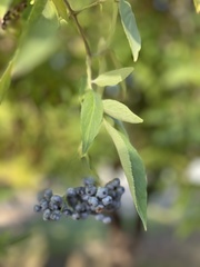 Sambucus cerulea