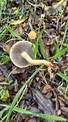 Leratiomyces riparius
