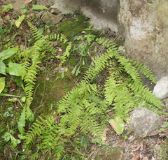 Woodsia caucasica