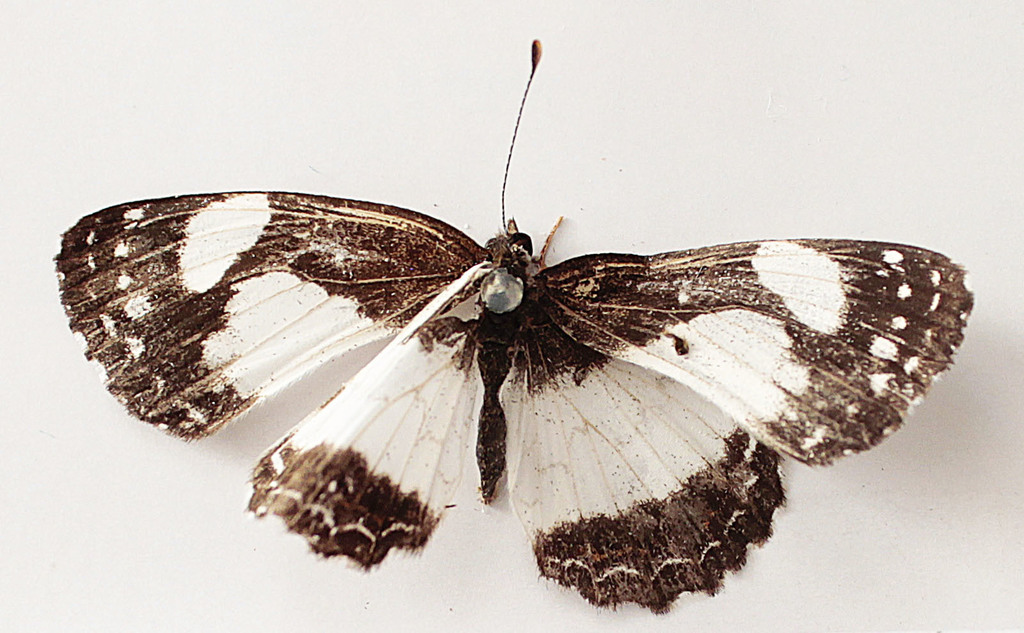 Whitened Crescent