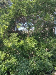 Myrcianthes fragrans