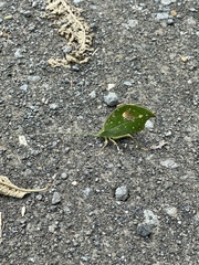 Typophyllum mortuifolium