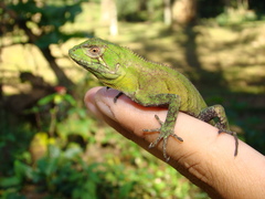 Enyalius