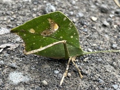 Typophyllum mortuifolium