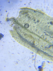 Brachythecium laetum