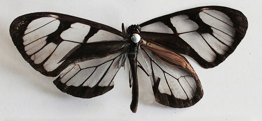 Ithomia avella