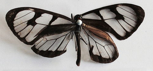 Ithomia avella