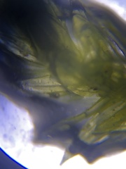 Brachythecium laetum