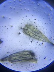 Brachythecium laetum