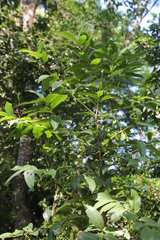 Kraussia floribunda